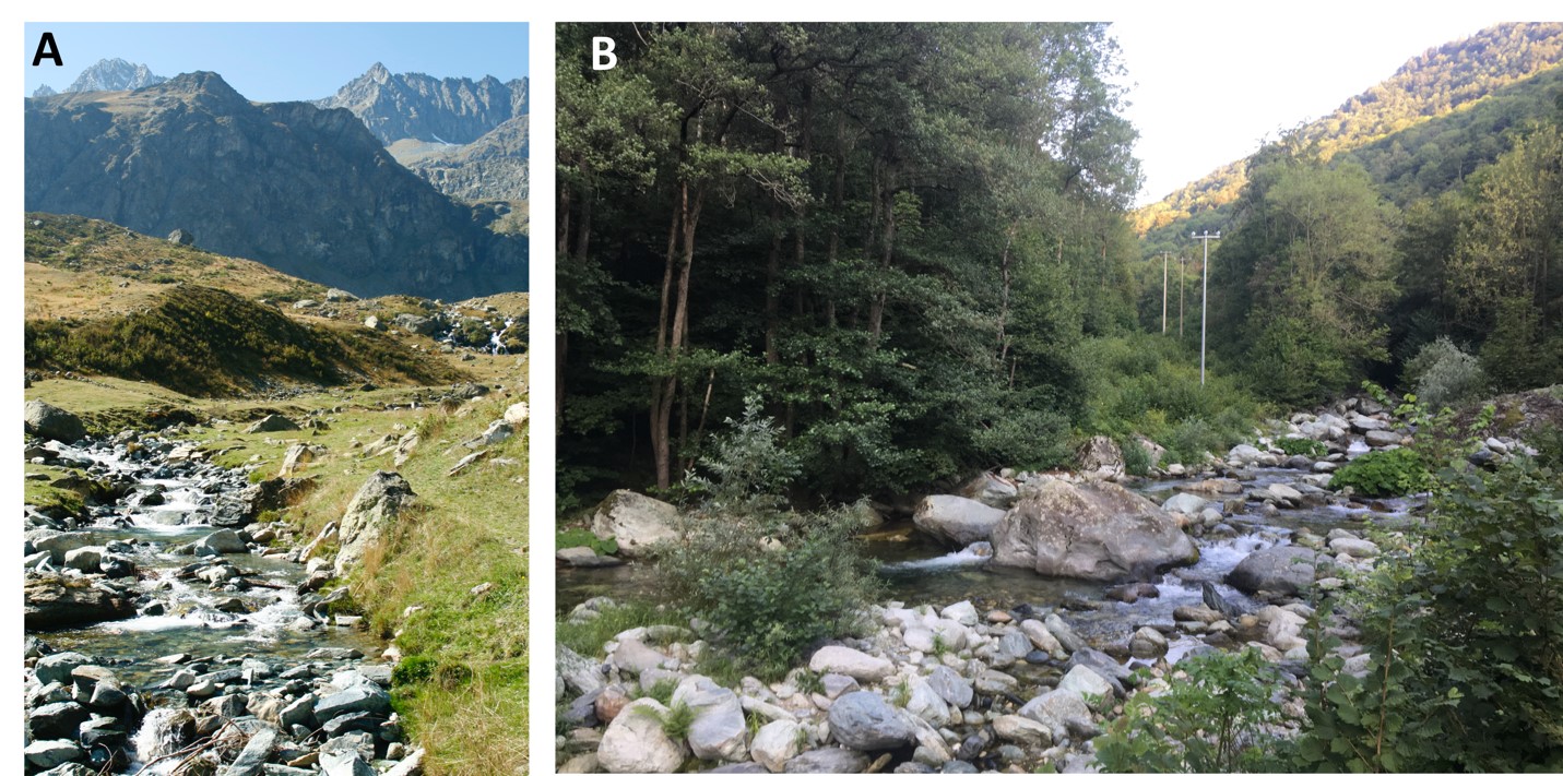 A) Alpine Prairie (Pian della Regina) B) Forested site (Ostana)